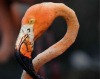 Кубинский роддом фламинго