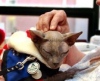 Лысый кот Пятачок спасает пожилых людей от депрессий