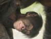 Шимпанзе из Германии после отказа родной матери удочерила другая обезьяна