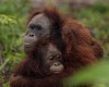 Маму - орангутана с дочерью спасли от охотников за минуту до убийства