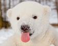 Медвежонок Сику в снегу (7 фото)