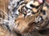В Приморье спасают тигренка