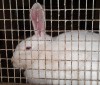 Бурятские буддисты спасли от забоя 160 кроликов