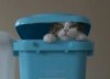 Кот Мару и мусорки