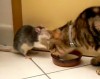 Минутка для умиления: Кошка и крыса пьют молоко из одной чашки