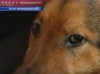 В Украине пес спас своим теплом заблудившуюся в лютый мороз девушку