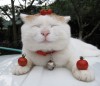 22 февраля в Японии отмечают день кошек