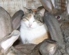 Бродячая кошка перезимовала в загоне с кроликами