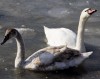 Лебеди прилетели в Севастополь искать тепла