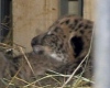 Лигрица из приморского зоопарка родила трех лигрят (+ видео)