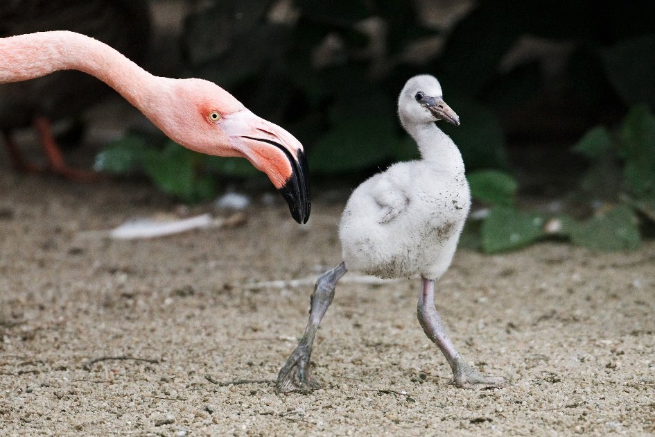 Семь птенцов фламинго вылупились на прошлой неделе в зоопарке Праги (Чехия)...