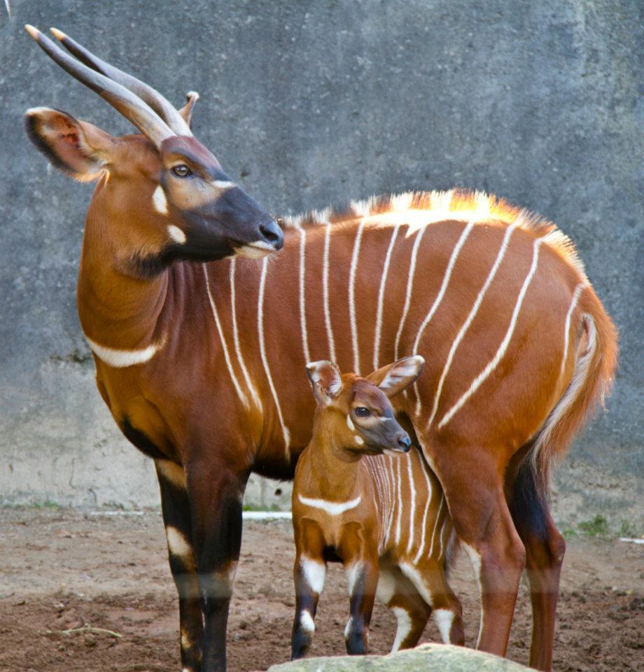 Бонго животное фото