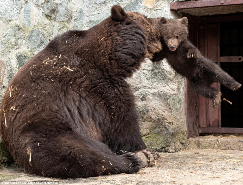 Почему у медведя нет мамы. Медведица. Вонючий медведь. Медведь несет. Медведица воспитывает медвежонка.