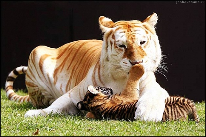 Бенгальские тигры пенза. Бенгальский флорикан питание.