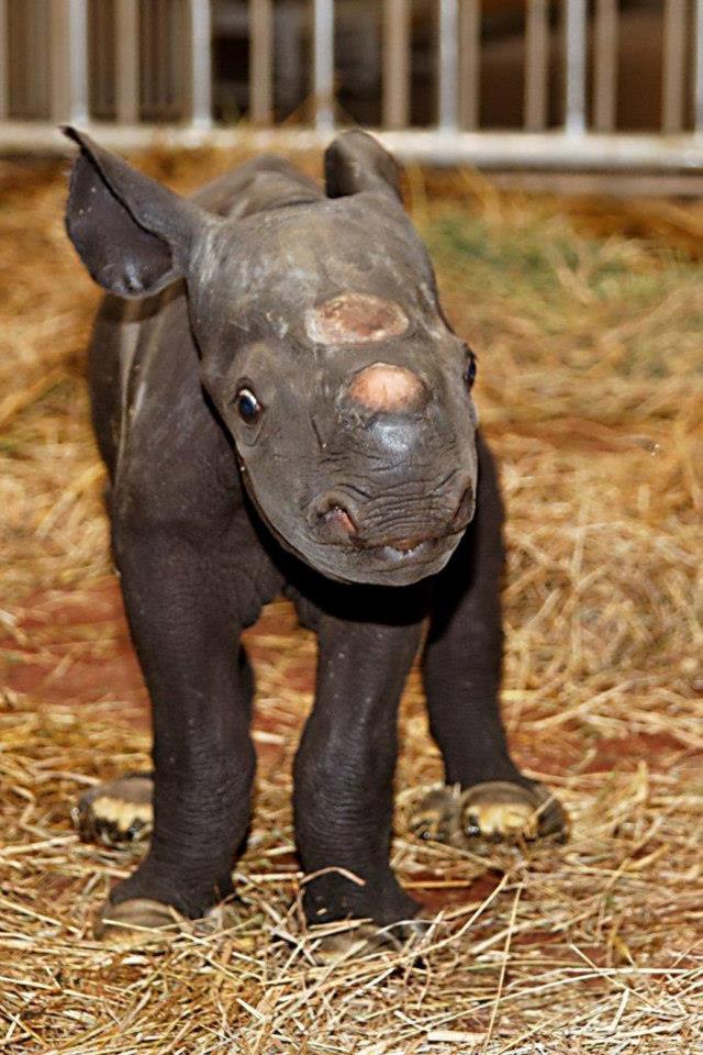 Сколько детенышей носорога родилось в 2001 году. Маленький носорожек. Детеныш носорога. Носорог малыш. Новорожденный носорожек.
