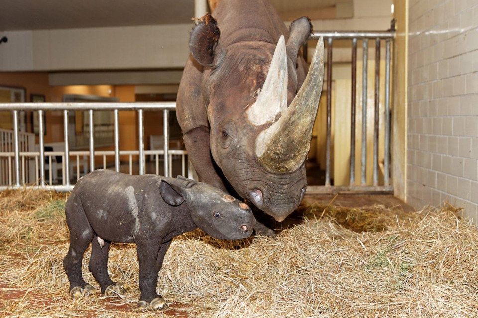 Сколько носорогов родилось в 2002 году. Берлинский зоопарк носорог. Детеныш носорога. Носорожик детеныш. Носорог с детенышем в зоопарке.