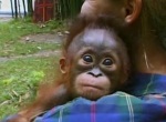 Как стать орангутаном