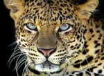 BBC: Мир природы. Невидимый леопард