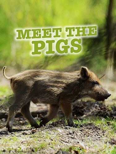 Знакомимся с кабанами / Meet the Pigs (2021)