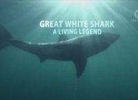 Большая белая акула – живая легенда (2009)
