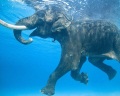 Раджан - единственный слон, плавающий в океане.
