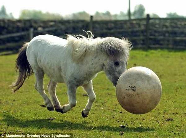Пони Джеффри умеет играть в футбол (фото + видео)