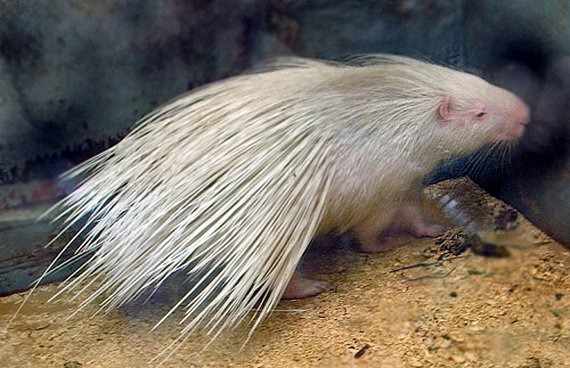 «Мадагаскар» по-русски: Дикобраз-альбинос сбежал из зоопарка