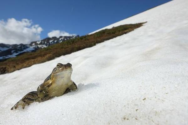 Альпийские лягушки приступили к размножению (7 фото)