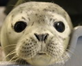На Аляске спасли новорожденного тюленя (+видео)