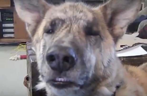 Видео с говорящей собакой стало хитом на YouTube (+ видео)