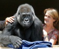 Во Франции директор зоопарка удочерил гориллу