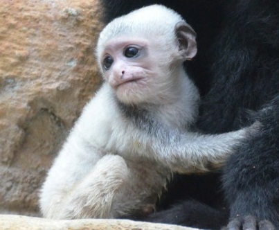 Впервые за одиннадцать лет в неволе родился детеныш обезьяны колобуса
