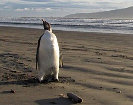 Самый одинокий пингвин