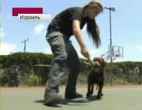 В Израиле трудные подростки дрессируют собак