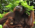 Орангутан с зонтиком из листьев