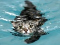 Невезучий парализованный кот научился ходить благодаря плаванию.