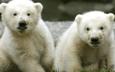 Белые медвежата-близнецы из голландского зоопарка