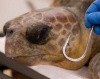 Морскую черепаху избавили от рыболовного крючка в голове