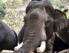В Таиланде отметили национальный день слонов