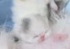 Минутка для умиления: Новорожденный котенок ищет сосок мамы