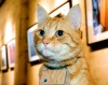 Купер: кот-фотограф из Сиэтла