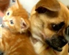 Во Флориде потерявшая щенков чихуахуа усыновила двух котят (+ видео)