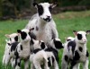 Овца из Вашингтона родила семь ягнят (+ видео)