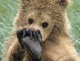 Семейные медвежьи шалости (14 фото)