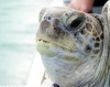 Зоопарк Стива Ирвина выпустил на волю покалеченную черепаху