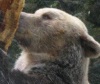 В хорватском зоопарке искупали медведя (11 фото)