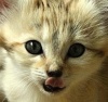 Барханная кошка с детенышем из Брно (7 фото)