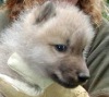 В Зоопарке Брно прочипировали арктических волчат (15 фото)