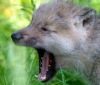 Датский зоопарк представил детенышей арктического волка (11 фото)