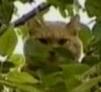 В Иркутске всем двором снимали кота с дерева